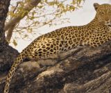 Un guépard parmi les lions