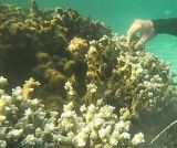 Disparition des coraux : le point de non retour ?