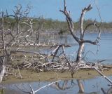 Climat : La révolte est en marche ?