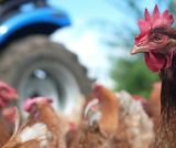 Agriculture : Quelle sortie de crise ?