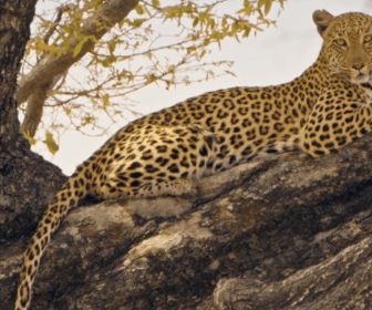 Sur la terre des grands félins