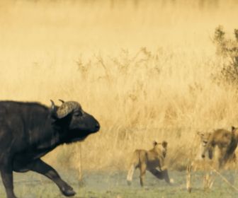 Sur la terre des grands félins