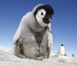 Un espion chez les manchots