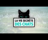 La vie secrète des chats