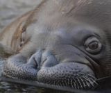 L'école des bébés animaux