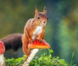 La vie secrète des animaux du village
