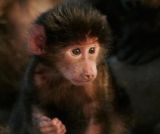 Nos voisins les animaux