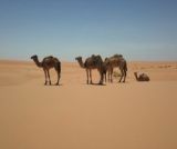 Le dromadaire après l'eden