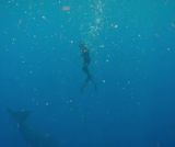 Sur les traces des géants