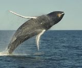L'île aux baleines du docteur Poole