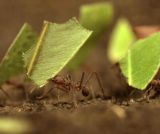 Les fourmis coupe-feuille
