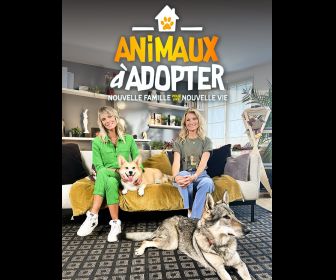 Animaux à adopter