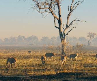 Sur la terre des grands félins