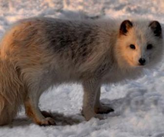 Le renard polaire après l'eden