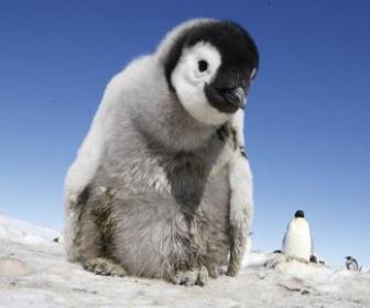 Un espion chez les manchots