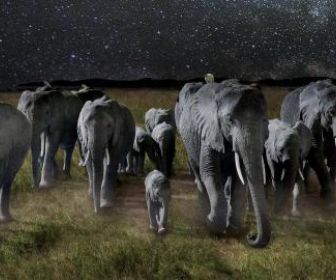 La nuit des éléphants