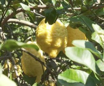 Le citron a-t-il un pépin ?