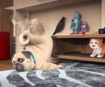 Mike, une vie de chien