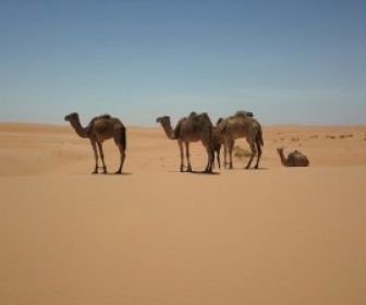 Le dromadaire après l'eden