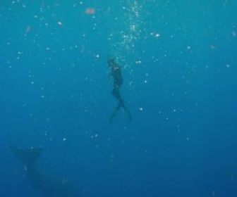 Sur les traces des géants