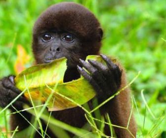 Les princes des cimes