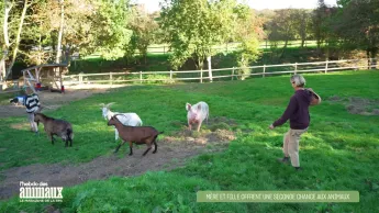 L'hebdo des animaux - S1E2 - Episode 2