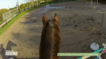 L'hebdo des animaux - S1E3 - Episode 3