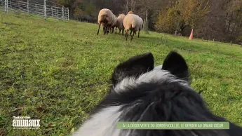L'hebdo des animaux - S1E6 - Episode 6