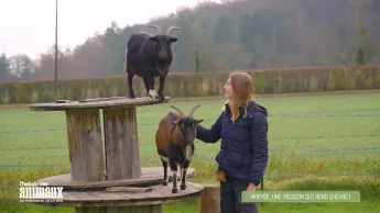 L'hebdo des animaux - S1E7 - Episode 7