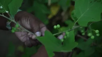 C pas si loin - Quel lien entre médecine et tradition ancestrale ?