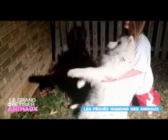 Le grand bêtisier des animaux