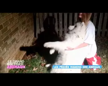 Le grand bêtisier des animaux - Émission 2