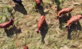 Le goût du détail - Salers