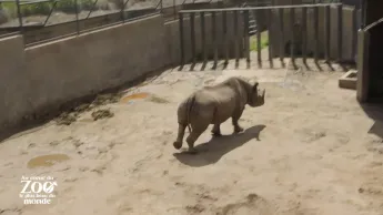 Au coeur du zoo le plus beau du monde - S1E4 - Histoire de lions