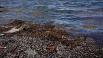 C pas si loin - Sargasses : l'inévitable naufrage ?