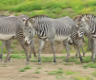 Au coeur du zoo le plus beau du monde