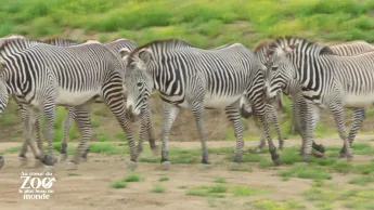 Au coeur du zoo le plus beau du monde - S1E5 - Panda-Monium