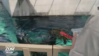 Au coeur du zoo le plus beau du monde - S1E7 - Cours de natation pour pingouins