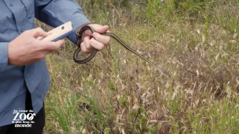 Au coeur du zoo le plus beau du monde - S1E8 - Un éléphant, ça trompe énormément