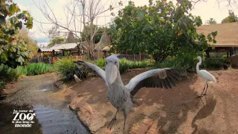 Au coeur du zoo le plus beau du monde - S1E9 - Veau miraculé