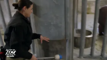 Au coeur du zoo le plus beau du monde - S2E1 - Bébés miracles partie 1