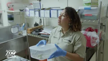 Au coeur du zoo le plus beau du monde - S2E2 - Bébés miracles partie 2