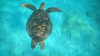 Outremer.story - Les Outre-mer : sauver le vivant