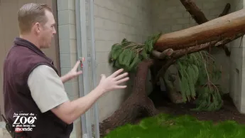 Au coeur du zoo le plus beau du monde - S2E3 - Le retour des lionceaux