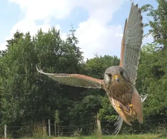 Il était une rivière - Au fil de la Leine