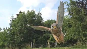 Il était une rivière - Au fil de la Leine - 