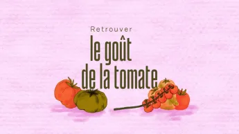 On va déguster - Retrouver le goût de la tomate