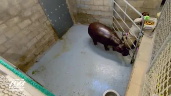 Au coeur du zoo le plus beau du monde - S2E4 - La joie de Mabel