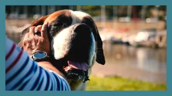 Météo à la carte - Insolite : le plus beau Saint-Bernard de France est breton