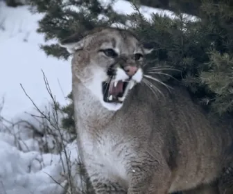 Seuls face à l'Alaska